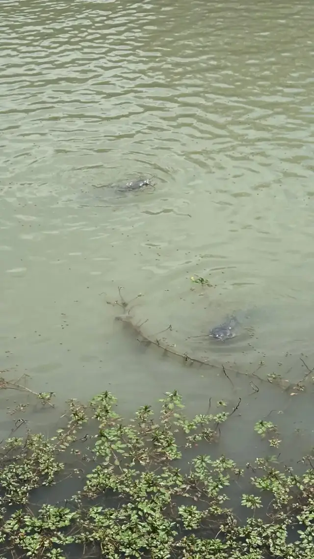 Two catfish surfacing in the pond.